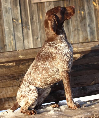 ОХОТЭСТЕТ АЛЕИТ (ALEIT)